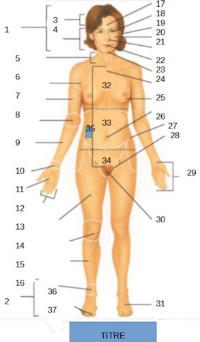 1 Anatomie Et Physiologie Introduction Cartes Quizlet