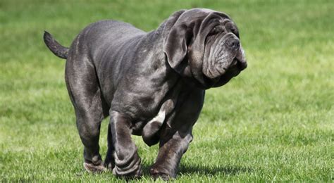 Mastino Napoletano Guida Completa Alla Razza Arcamagazine