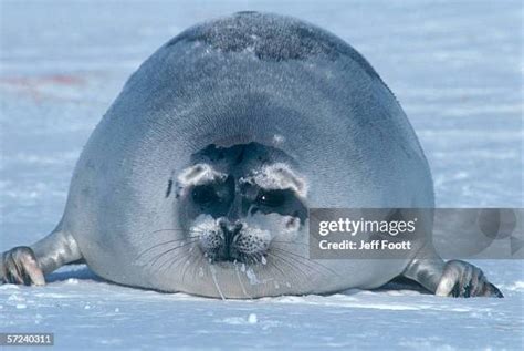 368 Fat Seal Stock Photos High Res Pictures And Images Getty Images