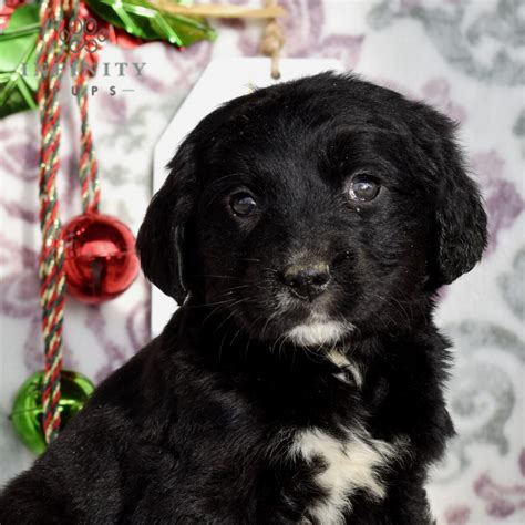 Bernese Mountain Dog Puppies for Sale (Cute, Smart, & Healthy) | VIP ...