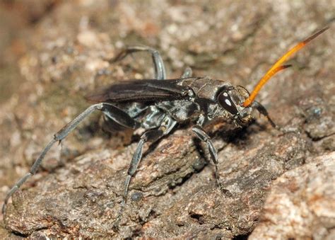 Yellow Antenna Black Spider Wasp 2 Fabriogenia Sp