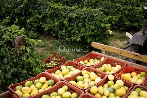 Colheita De Maracuja Passion Fruit Harvest Argosfoto