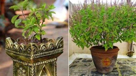 Tulsi Plant Care इस तरह रखें तुलसी के पौधे का ख्याल गर्मी में रखें विशेष ध्यान Lalluram