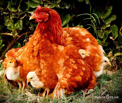 Proceso Reproductivo De Las Gallinas Fecundación Interna Loros Y Guacamayos