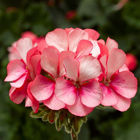 Geranium Zonal Tango Malmborgs