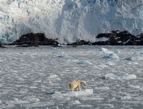 北極圏の王者ホッキョクグマを見に行きたい 地球の歩き方