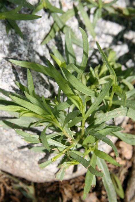 French Tarragon Herbs How To Grow French Tarragon