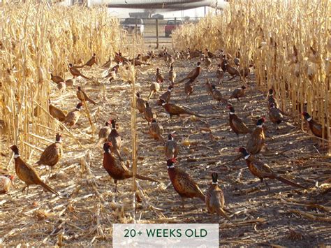 Our Pheasants Gisi Pheasant Farms