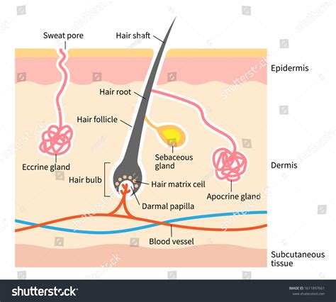 Sweat Pores Images Stock Photos Vectors Shutterstock