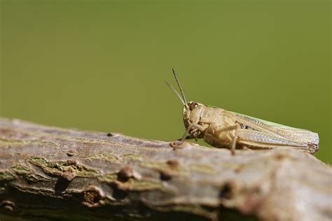 Common Green Grasshopper Omocestus Viridulus An Inverteb Flickr