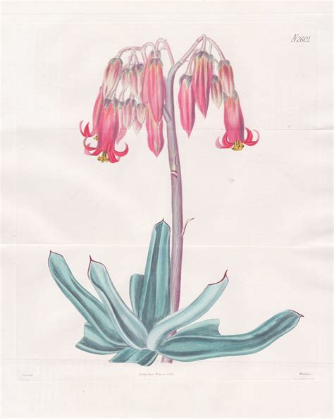 "Cotyledon coruscans. Sparkling navel-wort. Tab. 2601" - South Africa