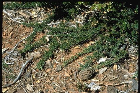 CalPhotos Juniperus Communis Var Saxatilis Common Juniper