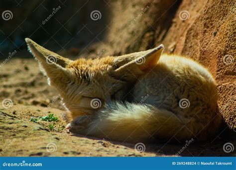 Fluffy Fennec Fox Stock Photo Image Of Sleep Carnivora 269248824