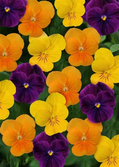 Viola Cornuta Sorbet Harvest Mix Lucas Greenhouses