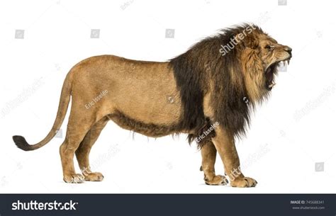 Side view of a Lion roaring, standing, Panthera Leo, 10 years old ...