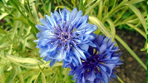 Growing Cornflower | Bachelor button | Cornflower care - Naturebring