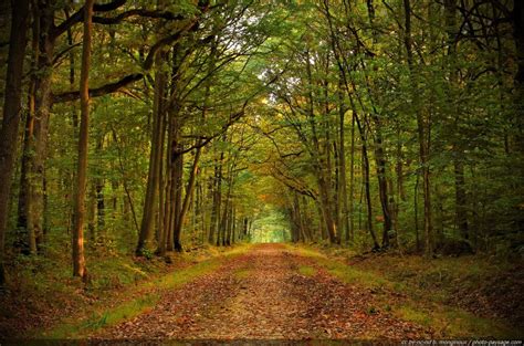 Forêt De Dourdan Balade Un Après Midi Dautomne Au Coeur De La Forêt