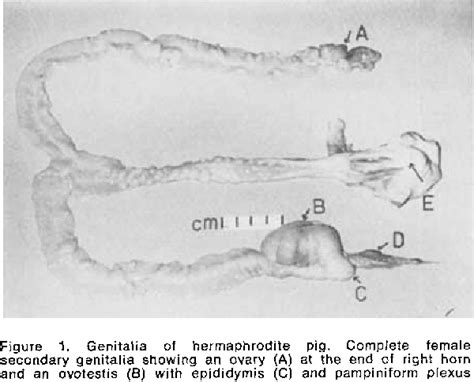 Figure 1 From Hermaphrodites In Australian Pigs Occurrence And