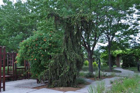 Weeping Norway Spruce