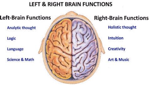 The Hemispheres - Human Brain