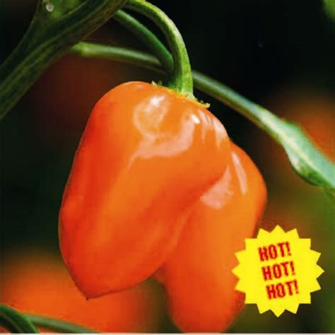 Chilli Habanero Seeds Extremely Hot And Flavourful Variety