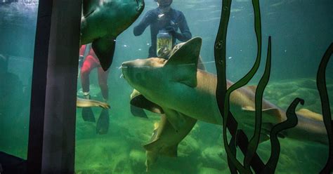 Nadando Tubar Es Aqu Rio Do Guaruj Lan A Novo Mergulho