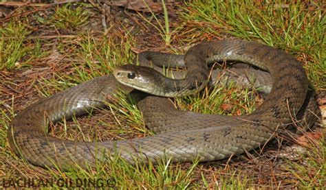 Snake Identification | Snake Catchers Brisbane