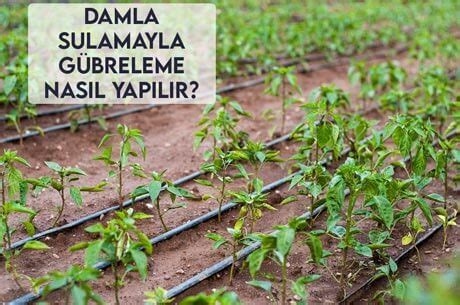 Damla Sulama ve Yaprak Gübreleri Rivasol