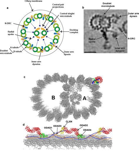 Naming Dynein Components And Their Cytoplasmic Assembly Factors