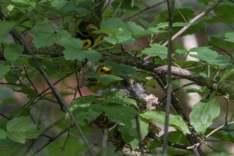 Hooded Warblers Nesting At Whitnall Park 2017 Jeremy Meyer Photography