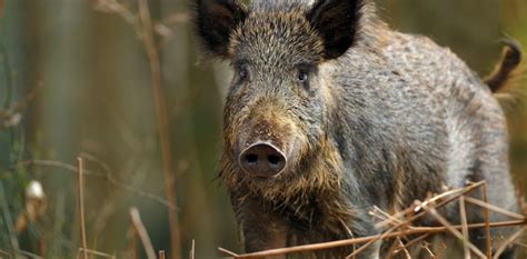 Wild Boar Spiritual Meaning and Symbolism | Astrology.com