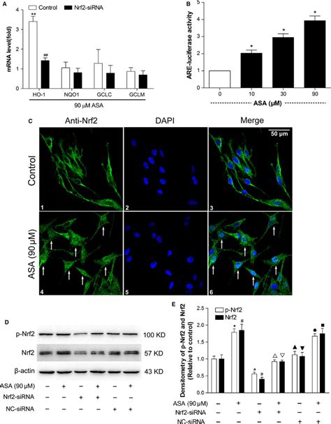 Investigation of Nrf2-mediated phase II gene modulation, antioxidant ... 