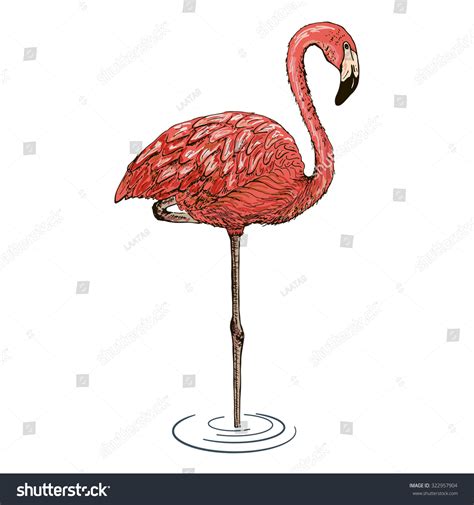 Flamingo Sketch Vector Illustration 322957904 Shutterstock