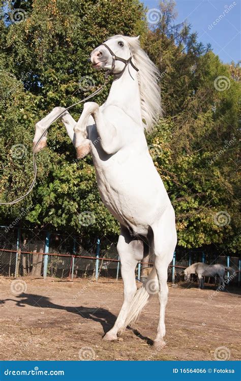 White Horse Rearing Royalty Free Stock Image Image 16564066