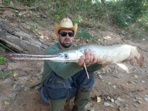 PB Longnose gar | www.roughfish.com