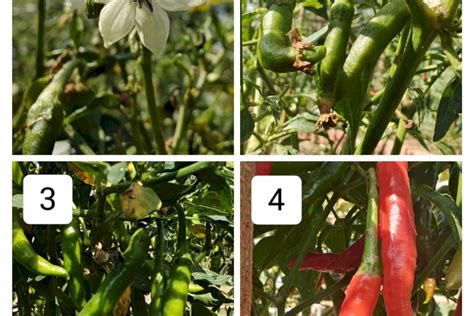 Chilli Growth Stages Amrut Krushi Natueco Science