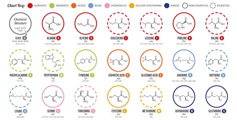 Why Do Plants Need Amino Acids From All Bio All Bio