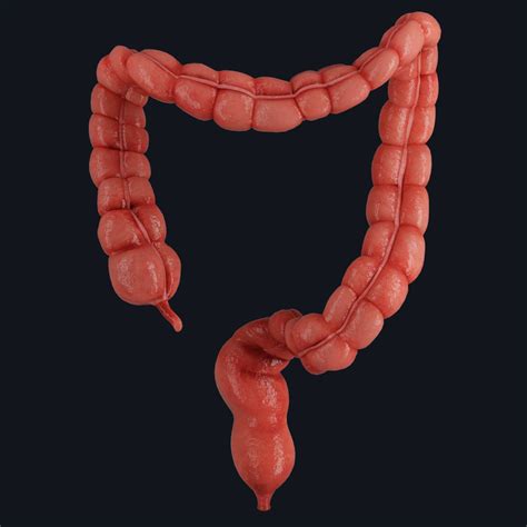 The Large Intestine Complete Anatomy