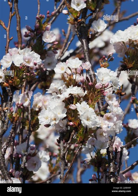 Fleur De Cerisier Blanche Et Rose Banque De Photographies Et Dimages