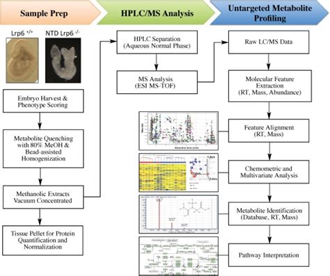 Whole Embryo Metabolite Profiling Workflow E Embryos From Lrp