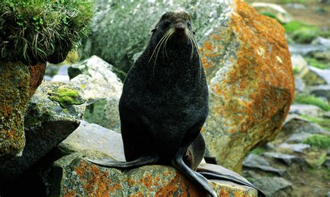 Northern Fur Seal Callorhinus Ursinus Bering Sea Arctic Ocean