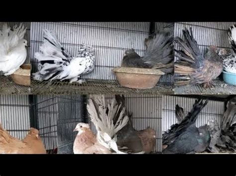 Fancy Pigeons For Sale Jumbo American Fantails Purpan Delivery