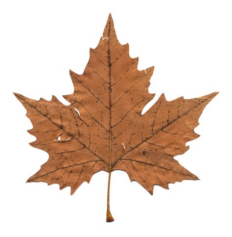 Maple Leaf PNG Transparent Maple Leaf PNG Images PlusPNG