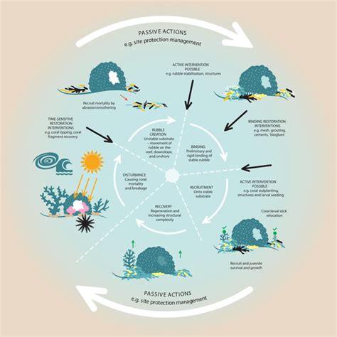 Coral Life Cycle Diagram