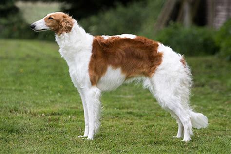 Borzoi vs Greyhound: Breed Comparison