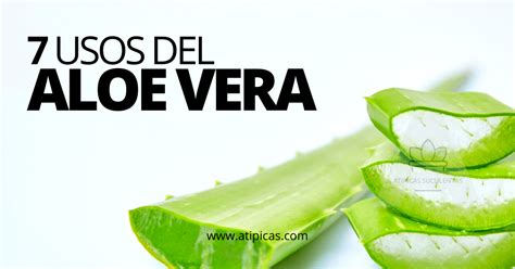 7 usos del Aloe vera Especies de suculentas Atípicas Suculentas