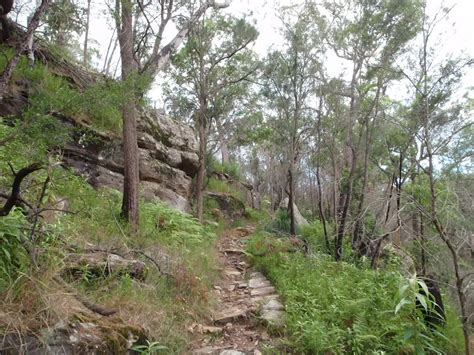 Sphinx To Mt Kuring Gai Walking Track