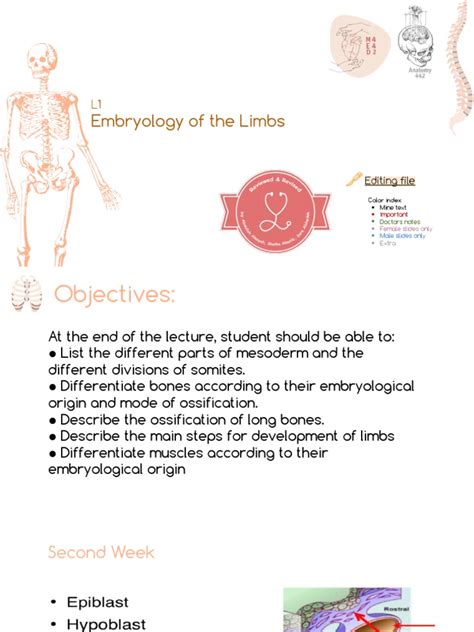 L1 Embryology Of The Limbs Pdf Skull Anatomy