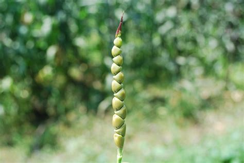 Teosinte Modern Corns Ancient Ancestor