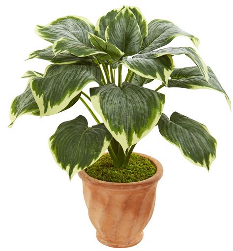 Charlton Home® Artificial Variegated Hosta Foliage Plant In Planter Wayfair